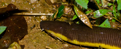 Chorla Giant-Striped Caecilian photo 2