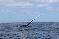 Megaptera novaeangliae