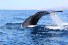 Megaptera novaeangliae