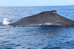 Megaptera novaeangliae