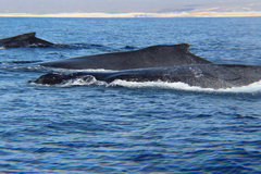 Megaptera novaeangliae