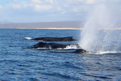 Megaptera novaeangliae