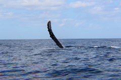 Megaptera novaeangliae