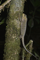 Enyalioides