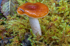 Cortinarius collinitus
