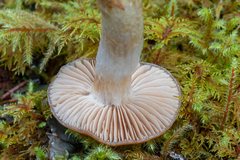 Cortinarius collinitus
