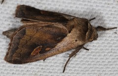 Bellura densa