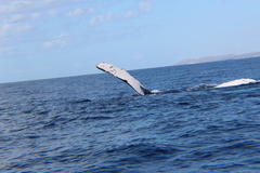 Megaptera novaeangliae
