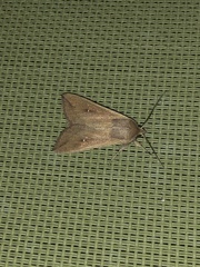 Mythimna unipuncta