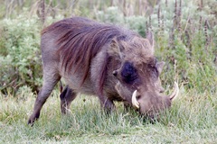Phacochoerus africanus aeliani