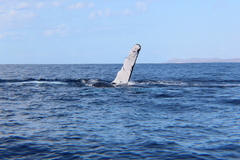 Megaptera novaeangliae