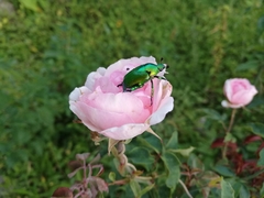 Calomacraspis splendens