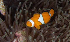 Amphiprion percula