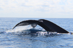 Megaptera novaeangliae