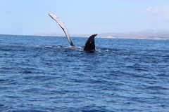 Megaptera novaeangliae