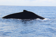 Megaptera novaeangliae