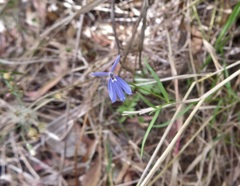 Lobelia stenophylla