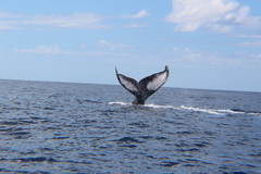 Megaptera novaeangliae