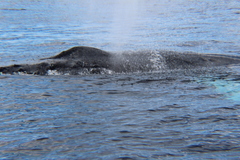 Megaptera novaeangliae
