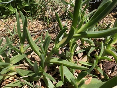 Carpobrotus glaucescens