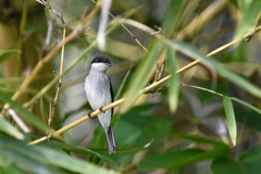 Hemipus hirundinaceus