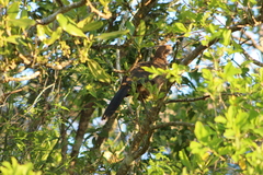 Ortalis squamata