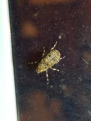 Euparius subtesselatus