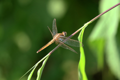 Crocothemis servilia