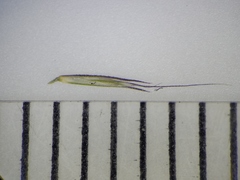 Muhlenbergia mexicana