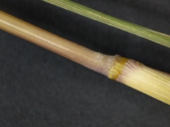 Muhlenbergia mexicana