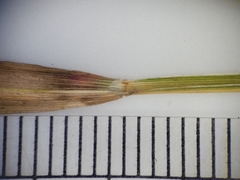 Muhlenbergia mexicana