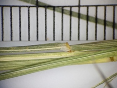 Muhlenbergia mexicana
