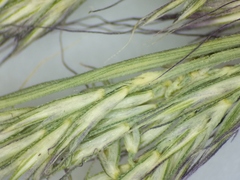 Muhlenbergia mexicana