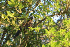 Ortalis squamata