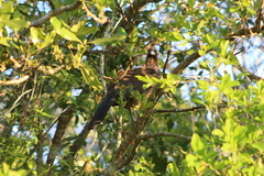 Ortalis squamata
