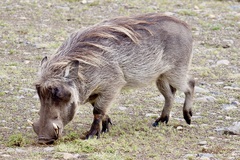 Phacochoerus africanus aeliani