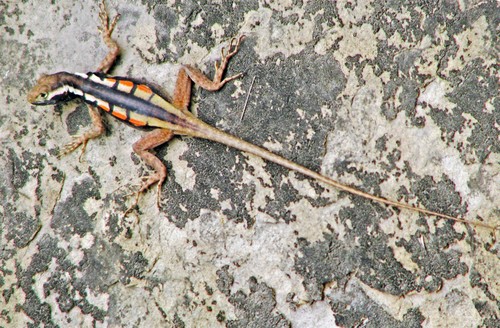 Black Lava Lizard, Tropidurus melanopleurus