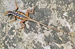 Tropidurus melanopleurus