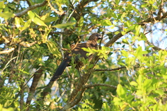 Ortalis squamata