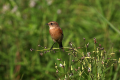 Saxicola maurus