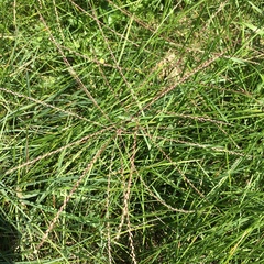 Chloris verticillata