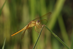 Crocothemis servilia