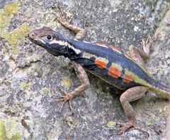 Tropidurus melanopleurus