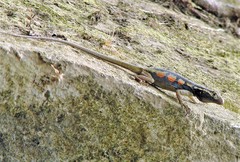 Tropidurus melanopleurus