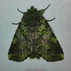 Disphragis tricolor