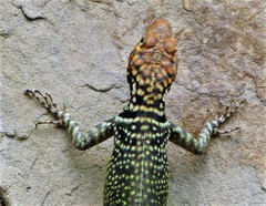 Tropidurus melanopleurus