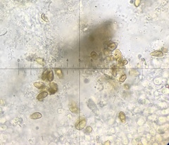 Hebeloma ischnostylum