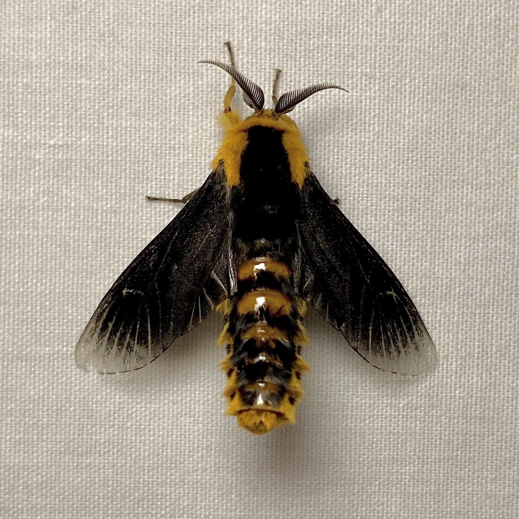 Metura