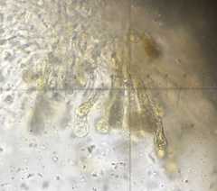 Hebeloma ischnostylum