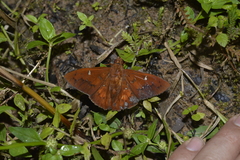 Dyscophellus porcius